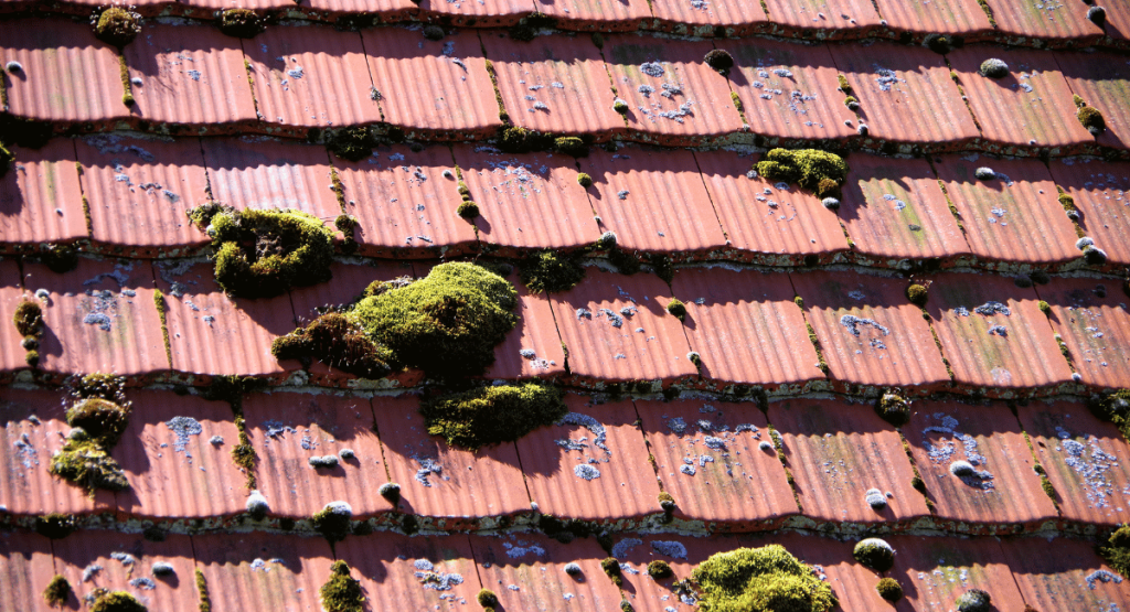 Mold and Algae Covered Shingles